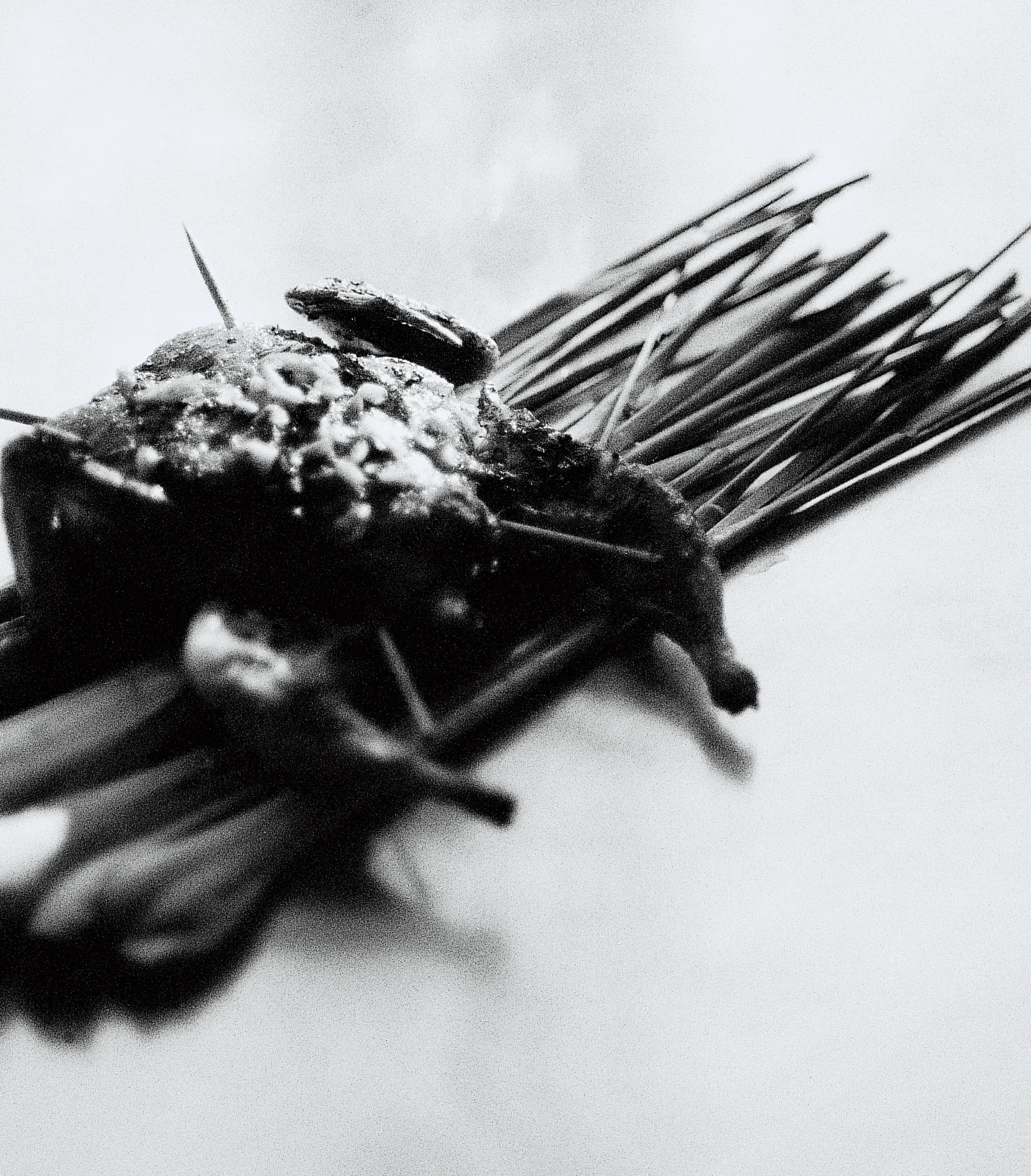 Quail Lemongrass